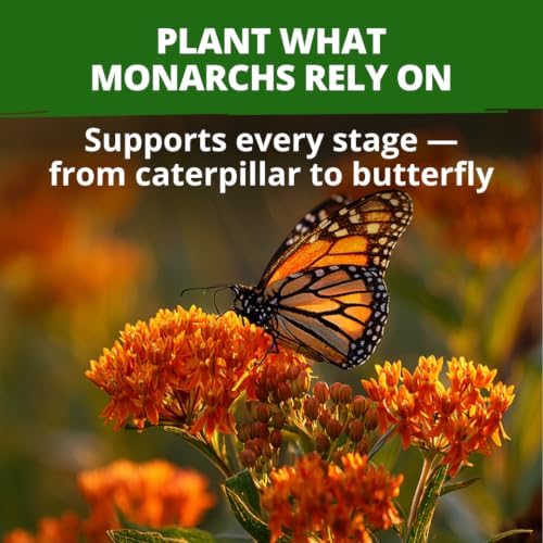 HOME GROWN Butterfly Milkweed Seeds for Planting, 2 Pack,Asclepias tuberosa - Image 2