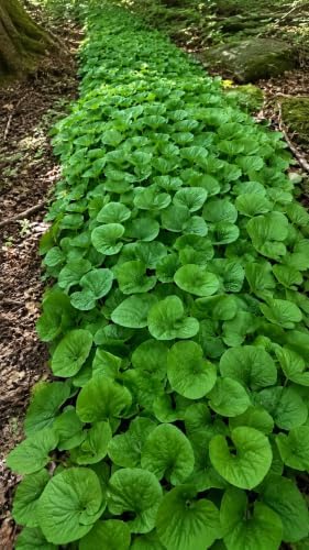 5 Wild Ginger Plants Bare Root Native Perennial Asarum Canadense (5 Roots) - Image 7