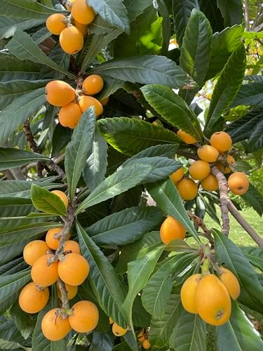 1 Perennial Golden Loquat Fruit Live Seedling Tree,Japanese Plump Live Tree - Image 3