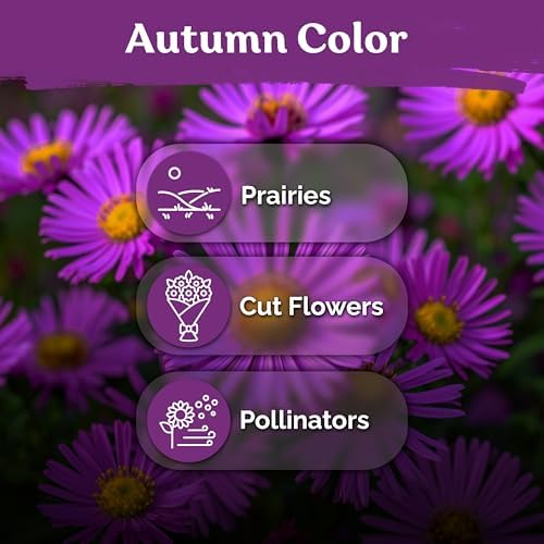 1,200 New England Aster Heirloom Flower Seeds, Aster Novae-Angliae - Image 6