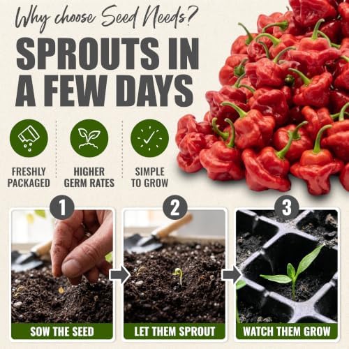 Seed Needs Jamaican Red Hot Pepper Seeds to Plant Vegetables - 20 Packs - Image 5