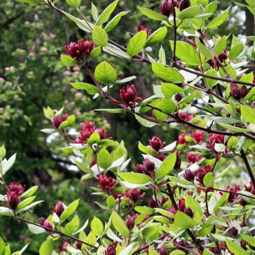 Sweet Shrub Bush Live Plant, Carolina Allspice, Well-Rooted 6-12" Potted in 4" Pot, Cold-Hardy Sweet Shrub for Home Gardens by GINGERGLOW