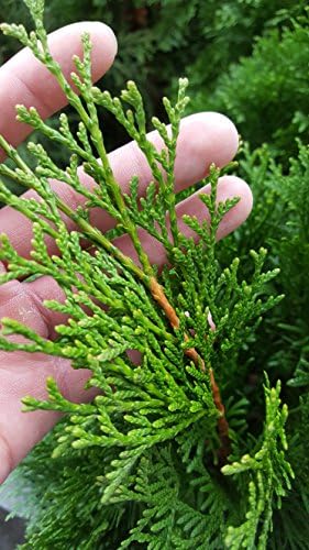 Live Plant Green Promise Farms, Thuja occidentalis 'Smargd' Emerald Green Arborvitae #3 Size Container, Evergreen - Image 3