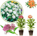 2 Mixed Milkweed Live Plants, Garden Flower Plant, 5-8 Inch Tall by Unknown