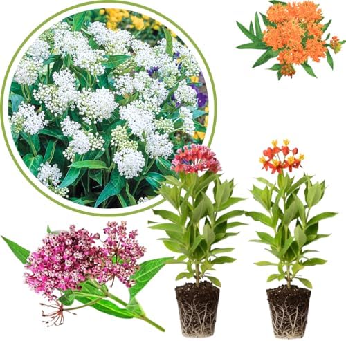 2 Mixed Milkweed Live Plants, Garden Flower Plant, 5-8 Inch Tall by Unknown