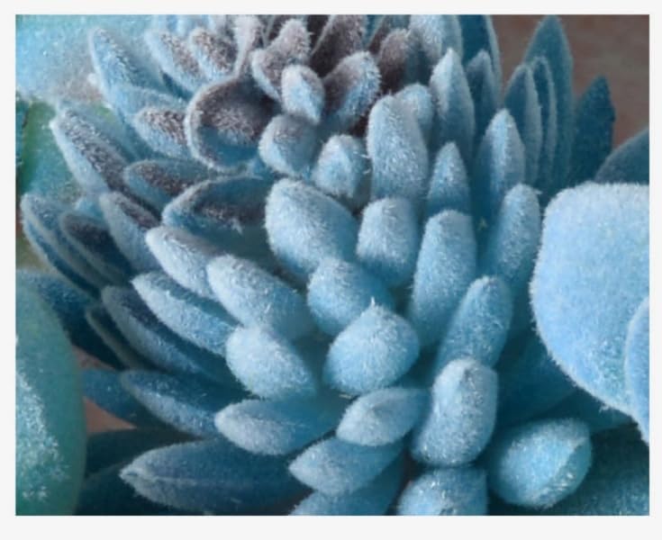 10 Pieces Fake Succulent Plant,Mini Artificial Succulents,Artificial Air Plants that Look Real,Plastic Plant for Garden & Outdoor Home Décor (Blue) - Image 4