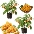 2 Fall Gold Live Raspberry Plants, Home Garden Berry Bush, 4-6 Inch Tall by PlantsSeedsBulbs