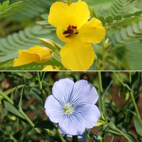Ferry-Morse Pollinator Lover's Bulk Wildflower Seeds, 200,000+, 1 lb - Image 3