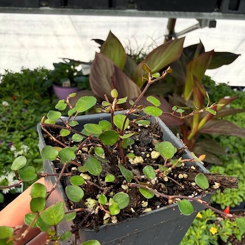 Muehlenbeckia complexa, Fairy Vine, houseplant, Cnt Sz: 3" - Image 4
