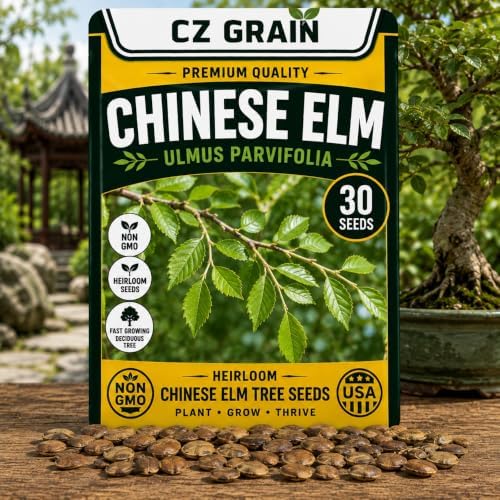 30 Chinese Elm Tree Seeds | Ulmus Parvifolia Bonsai Seeds for Planting by CZGrain