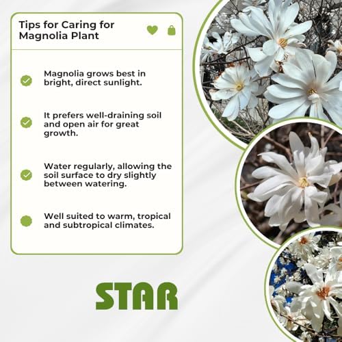 Star Magnolia Tree Plant Live, Cold Hardy Flower Tree, 6-12 Inch Tall - Image 5