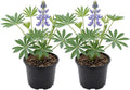 2 Wild Lupine Live Plant, 6-8" Tall in 6" Pot, Easy to Care, Grow Robust Blue Blooms for Butterflies Landscapes by GINGERGLOW