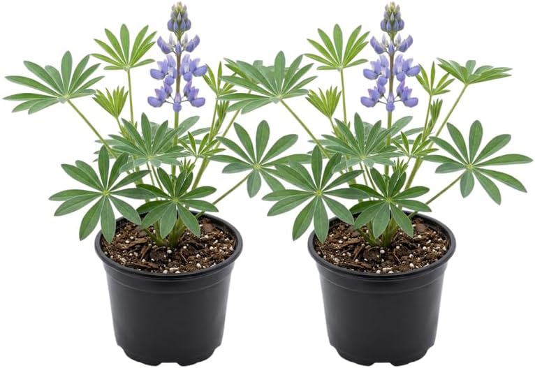 2 Wild Lupine Live Plant, 6-8" Tall in 6" Pot, Easy to Care, Grow Robust Blue Blooms for Butterflies Landscapes by GINGERGLOW
