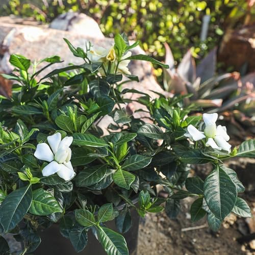 Gardenia Plant (3G), Cape Jasmine Plant Outdoor Plants, Fresh Flowers for Delivery Prime, Live Plants Indoor Plants Live Houseplants, Gardenia Plants Live House Plants Indoors Live by Plants for Pets - Image 3