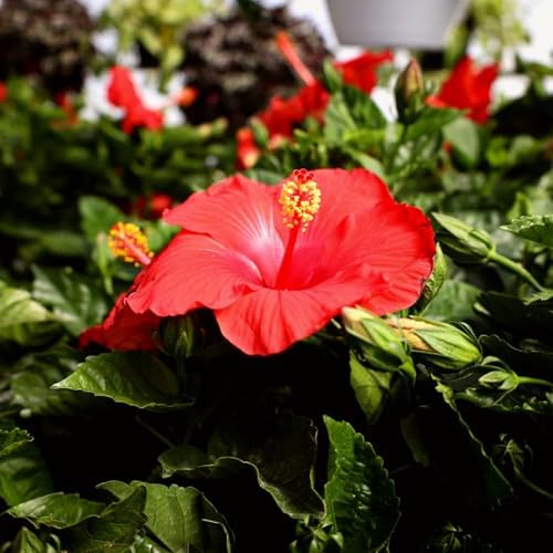 4 Red Hibiscus Plants Live, Cold Hardy Flower Bush, 4-7" Tall - Image 6
