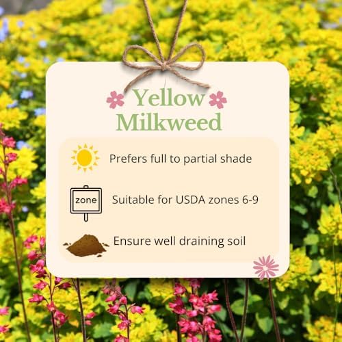 2 Yellow Milkweed Live Plants, Asclepias Tuberosa, 4-6 Inch Tall - Image 3
