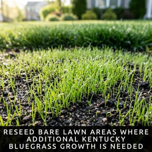5 lb Kentucky Bluegrass Seed for Planting, Cool Season Lawn Grass - Image 5