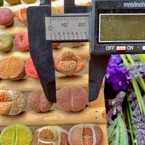 Lithops Succulent Plants Live – 0.6-0.8" 30 Pcs Rare Living Stones Mix, Succulents Bare Root Without Pot & Soil, Easy-Care Indoor Office Desk Decoration, Unique Plant Gifts for Succulent Lovers - Image 2