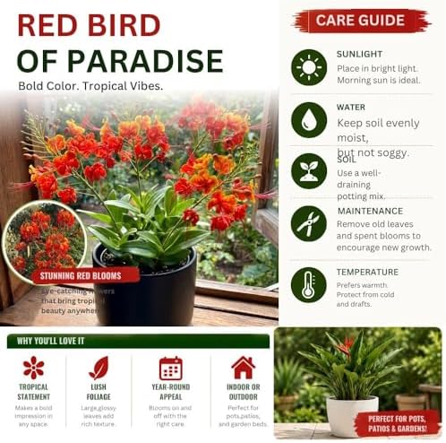 Pride of Barbados Live Plant, 4 Inch Pot, 4-8 Inch Tall - Image 3