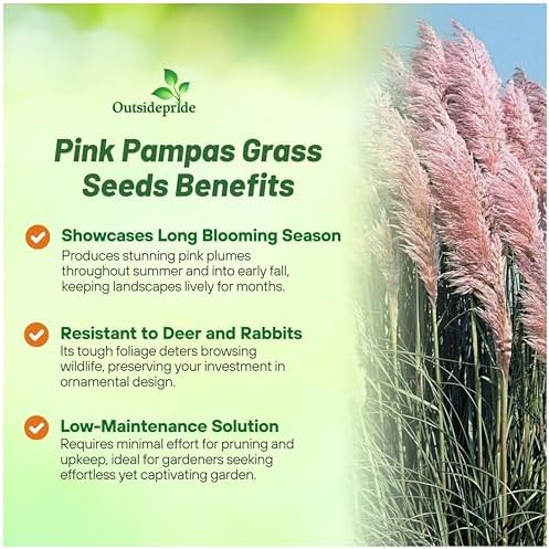 Outsidepride Pink Pampas Grass Seeds – 2,000 Pcs. Perennial, Drought-Tolerant Ornamental Grass for Large Garden Borders, Privacy Landscaping, Xeriscaping, and Low-Maintenance Outdoor Spaces - Image 3