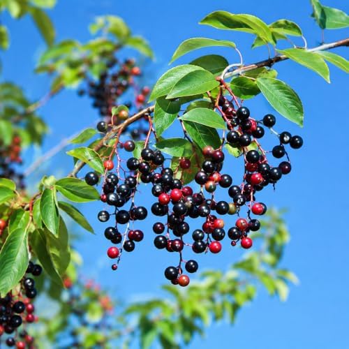 Black Cherry Tree - 6-12" Tall Live Plant - Image 6