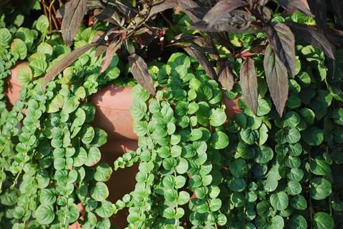 Perennial Farm Marketplace Lysimachia nummularia (Creeping Jenny) Groundcover, 1 Quart, Green Leaves with Yellow Flowers - Image 3