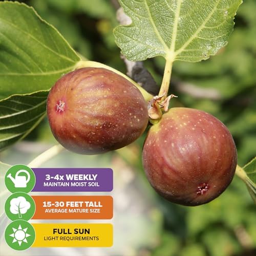 Brown Turkey Fig - Ficus carica by Wellspring Gardens - Sweet Bronze Fruit - Mediterranean Garden - Resilient Fruit Tree - Self-Pollinating Fig Tree - Ornamental Fruit Tree - Image 4