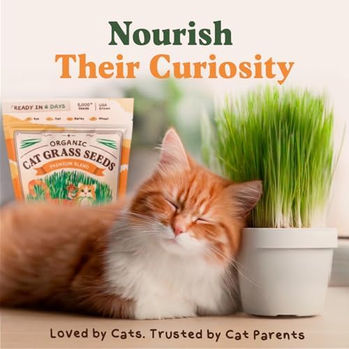Organic Non-GMO Cat Grass Seeds for Planting Indoor (8 oz) - Image 7