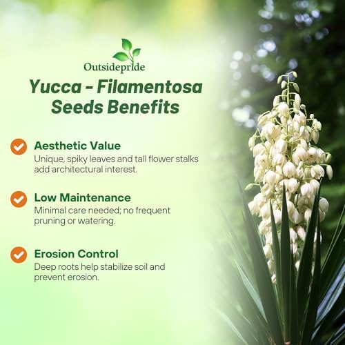Outsidepride Adam's Needle Yucca Seeds for Planting - 200 Pcs Drought Tolerant Flower Seeds with Evergreen Foliage & Pollinator-Friendly Flowers, for Xeriscaping, Dry or Sandy Landscapes - Image 3