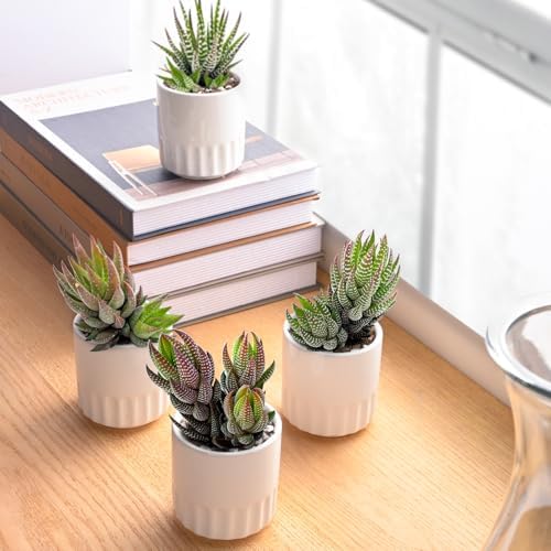Live Succulent Plants (4 Pack Haworthia Varieties), Fully Rooted - Image 3