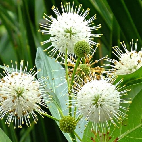 Buttonbush Live Plant, Native Buttonbush 12-18 Inch Tall in 4" Pot - Image 6