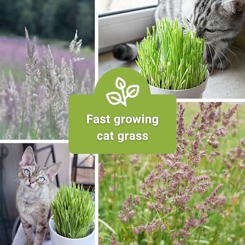 Sow Right Seeds - Catnip and Cat Grass Seed Collection for Planting Garden - Image 3