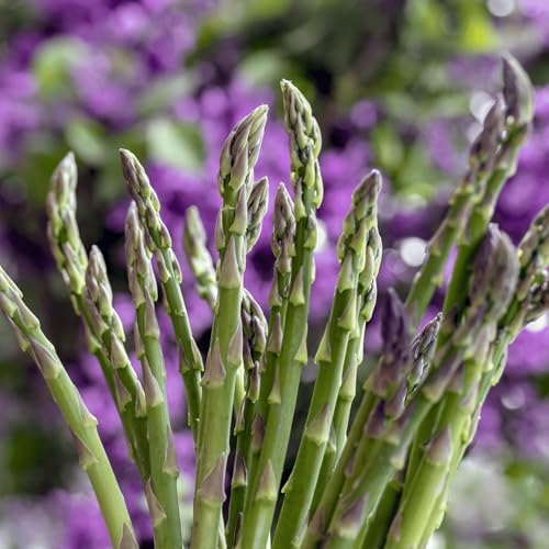 Mary Washington Asparagus Roots - Heirloom, Bare Root 2yr Asparagus Crowns from Hand Picked Nursery (25) by HandPickedNursery