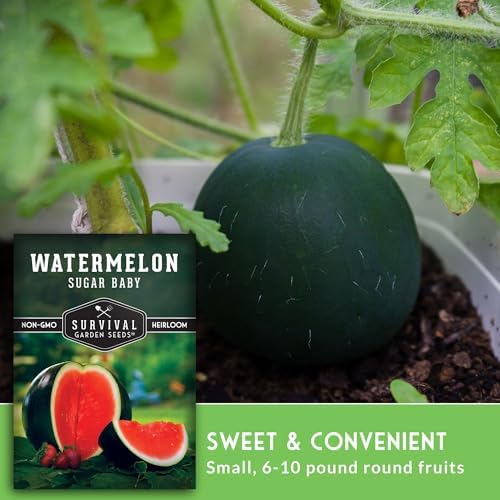 Sugar Baby Watermelon Seeds for Planting - 1 Pack - Image 4