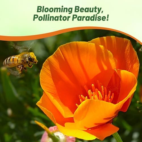 Outsidepride Eschscholzia Orange California Poppy Seeds - 1 lb. Annual, Native, Drought Tolerant Wildflower Seeds w/Vibrant Blooms for Full Sun & Drought-Tolerant Pollinator-Friendly Gardens - Image 7