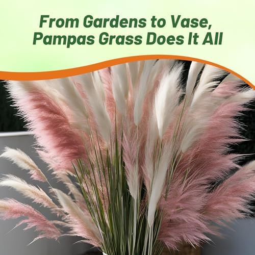 Outsidepride Mix Pampas Grass Seeds – 1,000 Pcs. Perennial, Drought-Tolerant Ornamental Grass for Large Garden Borders, Privacy Landscaping, Xeriscaping, and Low-Maintenance Outdoor Spaces (Pack of 2) - Image 7