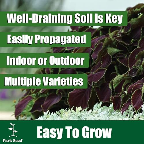 Park Seed Grow Your Own Coleus Seeds, Giant Exhibition Limelight with Large Chartreuse Foliage for Shade Gardens and Containers, Pack of 100 - Image 6