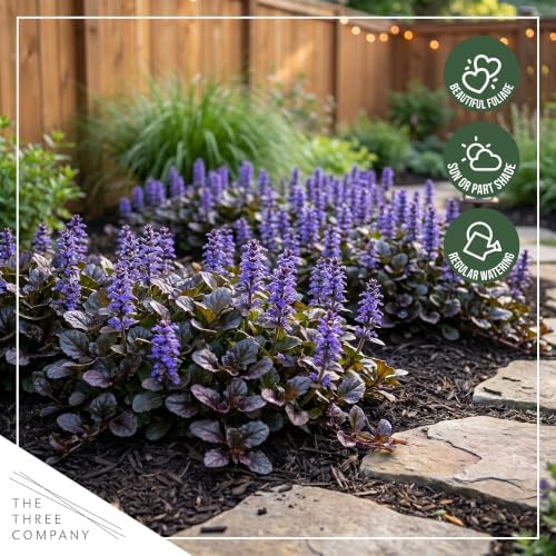 Ajuga (2 Pack) - Live Flowering Ground Cover Perennial, 8" Tall by 5" Wide in 1 Qt Pot - Image 7