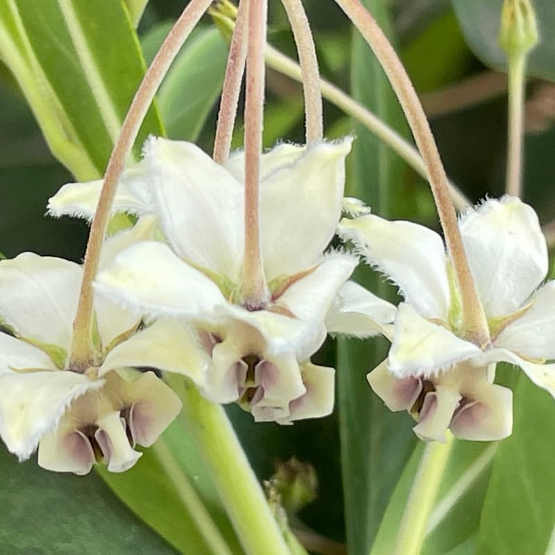 2 Vining Milkweed Live Plants, Perennial Flower Plant, 4-8 Inch Tall - Image 5