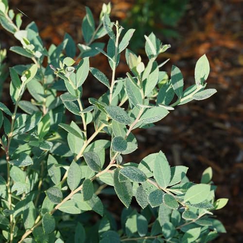 Proven Winners 2 Gal. Blueberry Splendid! Blue Shrub - Image 5