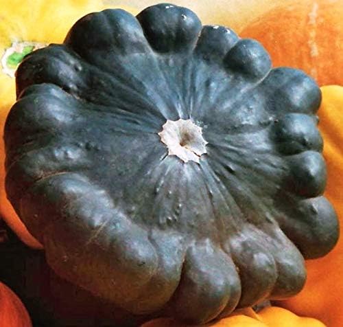 Seeds Vegetable Black Patty Pan Squash Scallop Zucchini - 5 Seeds by NIKA+SEEDS
