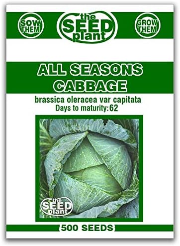 All Seasons Cabbage Seeds - 500 Seeds Non-GMO by The+Seed+Plant