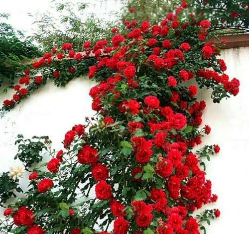 100+ Red Climbing Rose Seeds Ornamental Rosa Bush Vine Climber Long-Blooming - Image 6