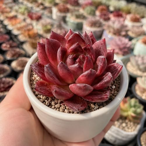 Echeveria 'Daredevil' Live Succulent Plant 3-3.5 Inch, Rare Rosette Succulent Bare Root No Pot, Easy to Grow Decorative Plant for Indoor Planters, Patio Displays, Botanical Collections - Image 6