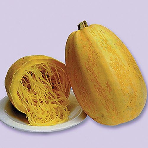 Seeds Zucchini Spaghetti - Heirloom Vegetable - GMO Free - Image 4
