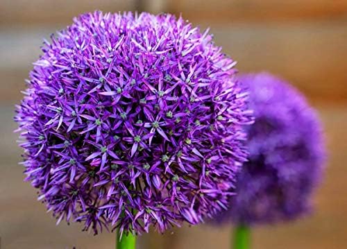 10 Dark Purple Allium Bulbs | Top Size Perennial Flower Bulbs for Planting by CZGrain