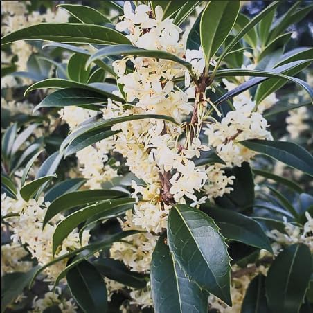 Fragrant Tea Olive Live Plant – Osmanthus fragrans Sweet Olive Shrub – Intensely Fragrant White Blooms – Evergreen Hedge Plant – Rooted Starter - Image 7