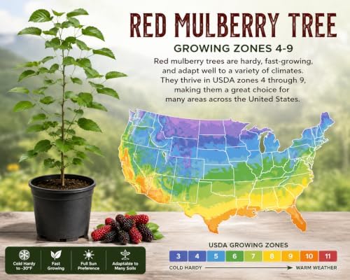 2 Red Mulberry Trees 8-16" in 3.5in Pot Live Plants Morus rubra (2 Pack) - Image 4