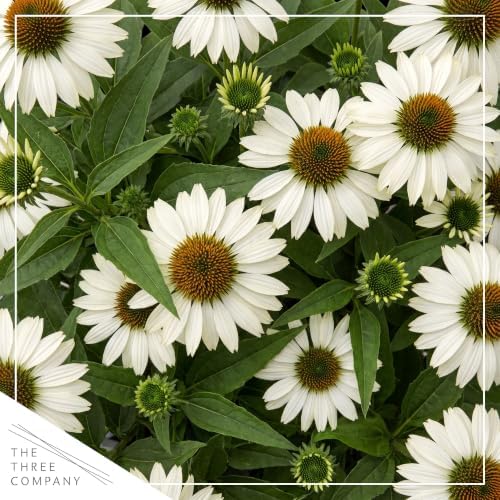 Coneflower (Echinacea) - White Blooms, Live Pollinator-Friendly Flowering Perennial, 12" Tall by 6" Wide in 2 Qt Pot - Image 2