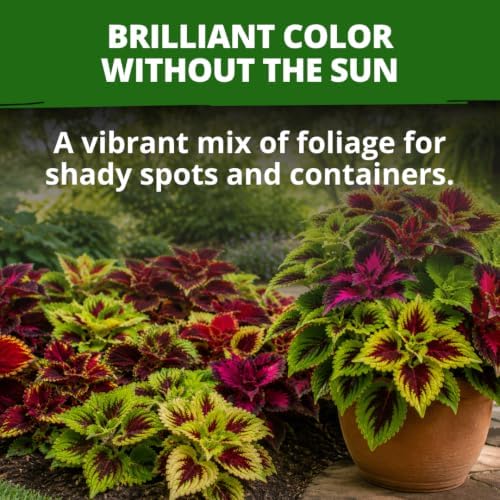 HOME GROWN Rainbow Mix Coleus Seeds, Plectranthus scutellarioides - Image 4